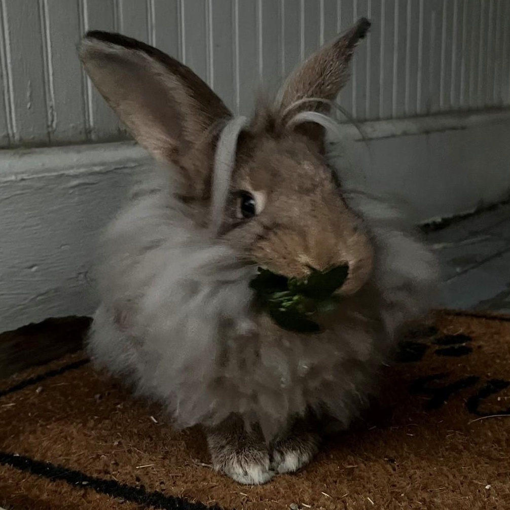 Teddy photo