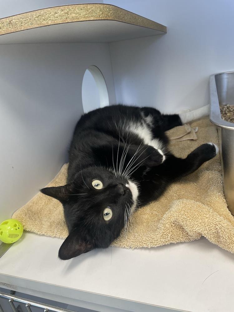 Enlarge Kennebec, a Adoptable mixed breed in Trenton, ME image 1/6