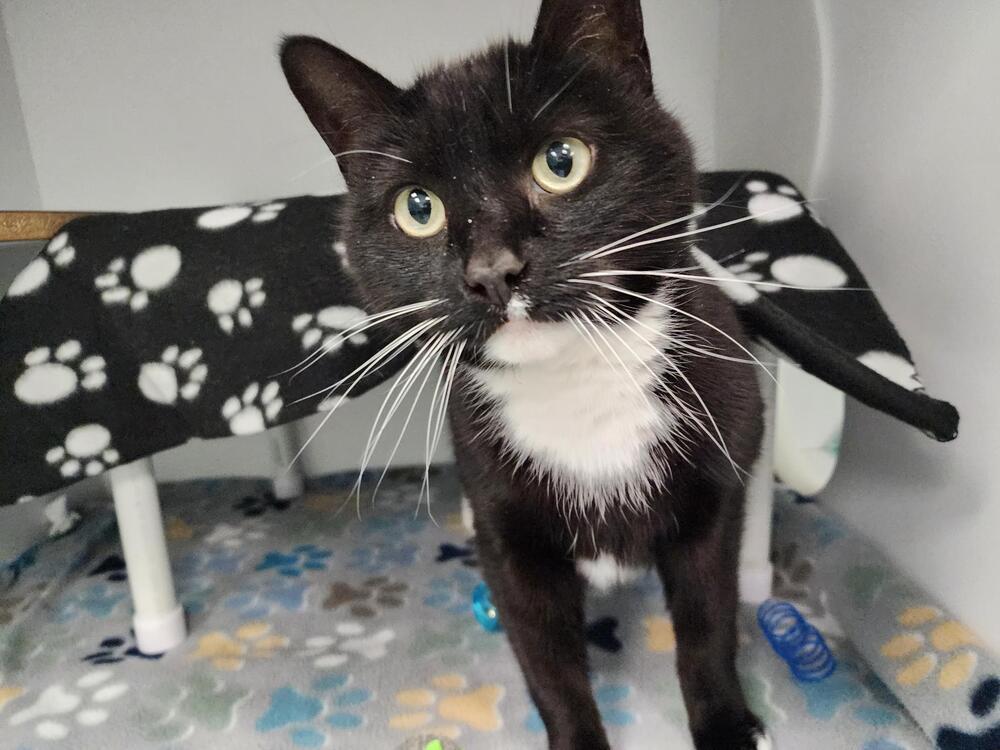 Enlarge Kennebec, a Adoptable mixed breed in Trenton, ME image 1/1