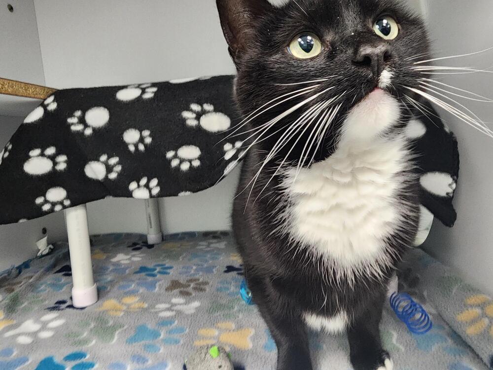 Enlarge Kennebec, a Adoptable mixed breed in Trenton, ME image 6/6