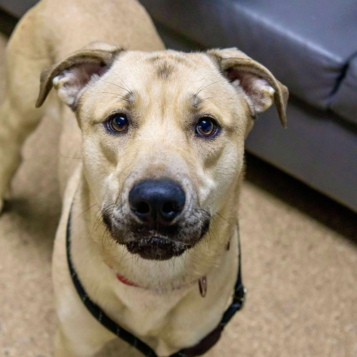 Jack, adoptable, Young Male Shepherd.