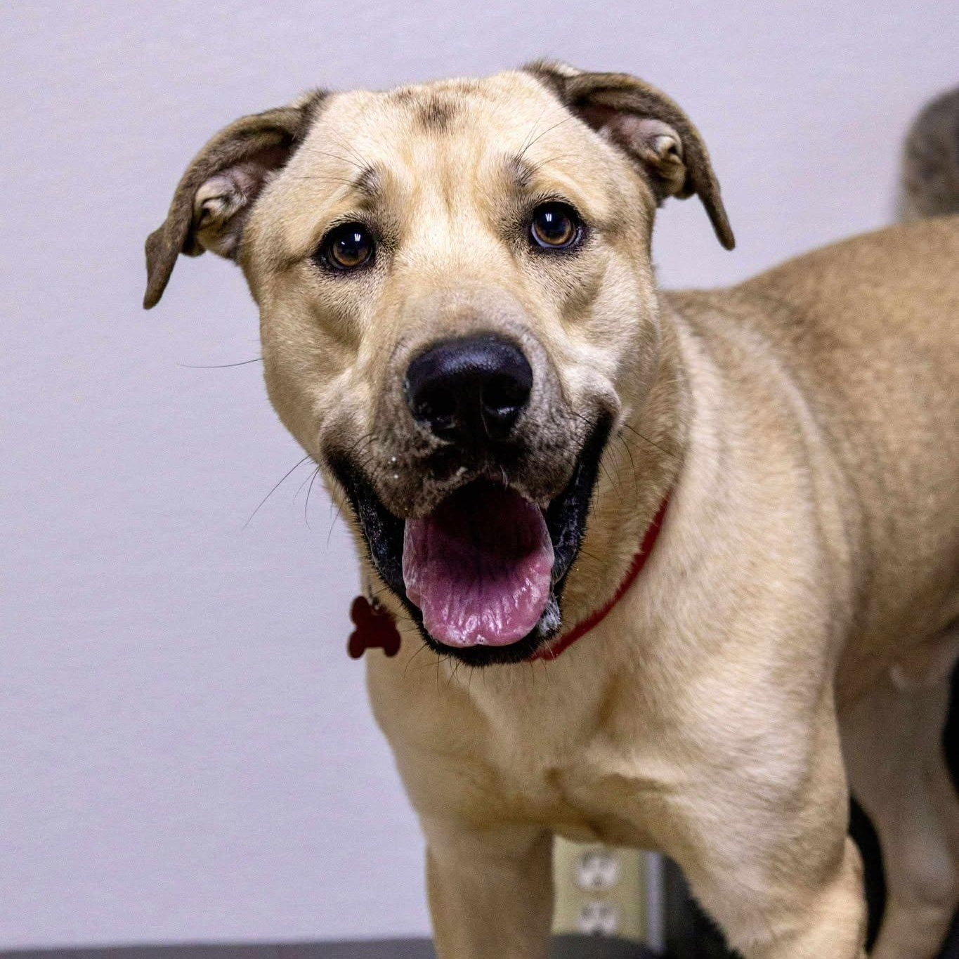 Enlarge Jack, an adoptable Shepherd in Valparaiso, IN image 4/4