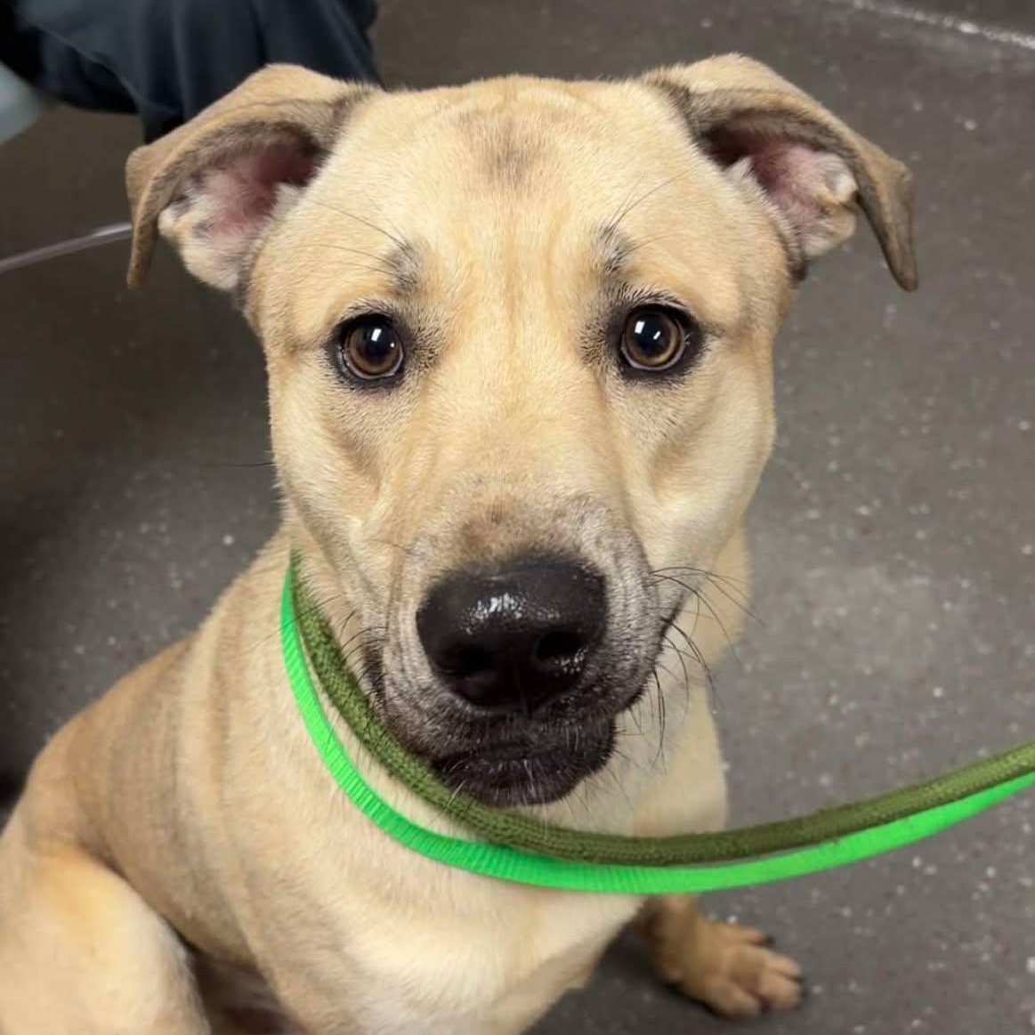 Enlarge Jack, an adoptable Shepherd in Valparaiso, IN image 2/4
