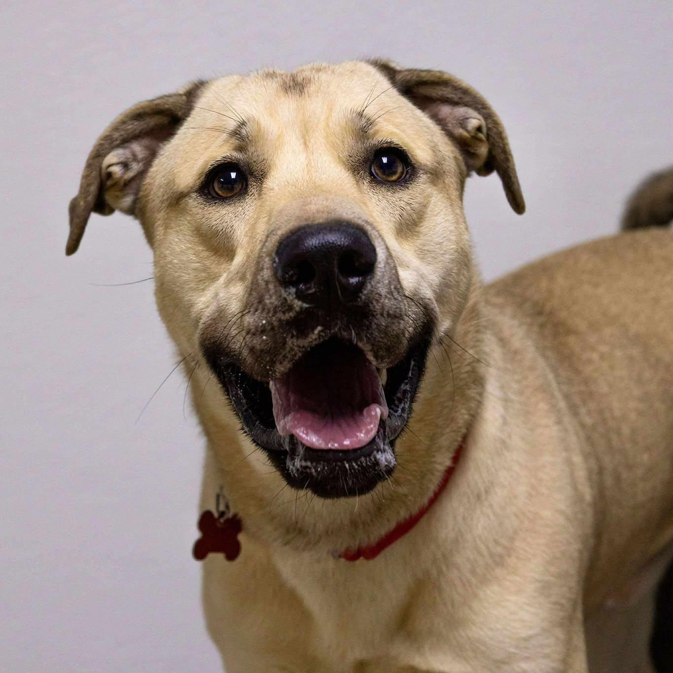 Enlarge Jack, an adoptable Shepherd in Valparaiso, IN image 3/4