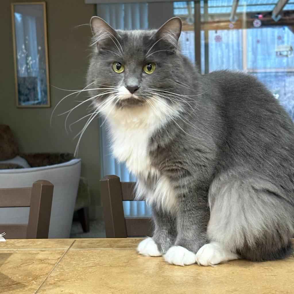 Flower, Adoptable, Adult Female Domestic Medium Hair.