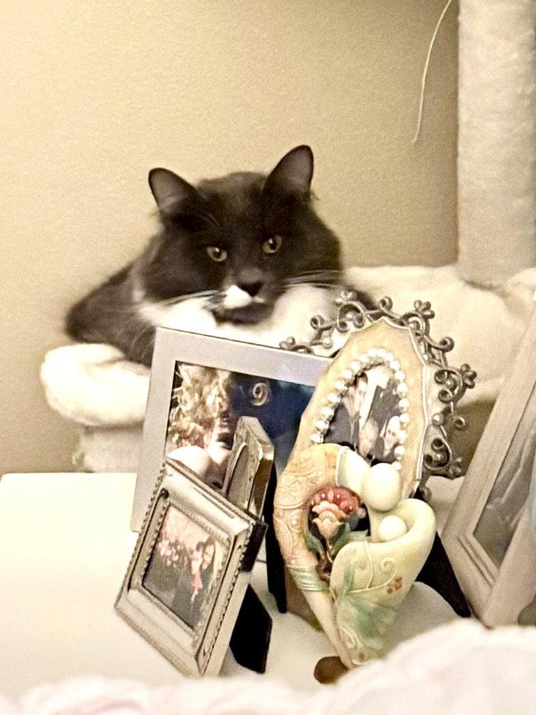 Enlarge Flower, a Adoptable Domestic Medium Hair in Battle Ground, WA image 2/3