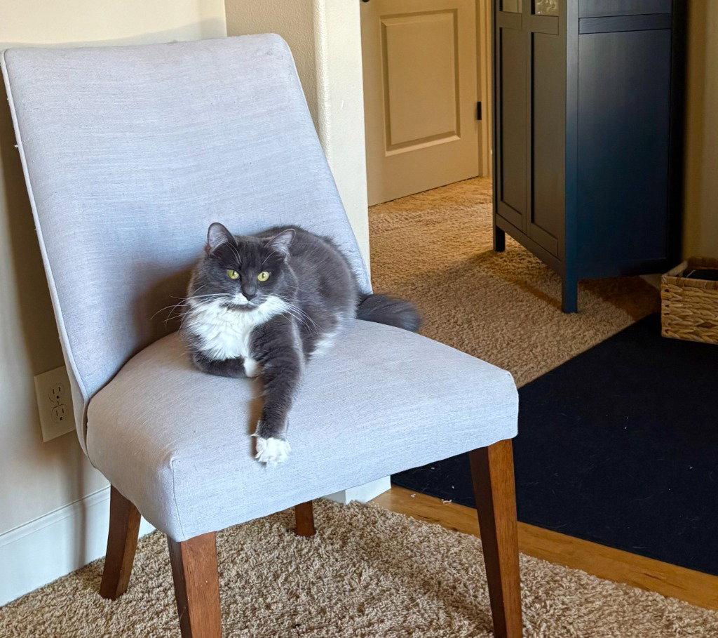 Enlarge Flower, a Adoptable Domestic Medium Hair in Battle Ground, WA image 3/3