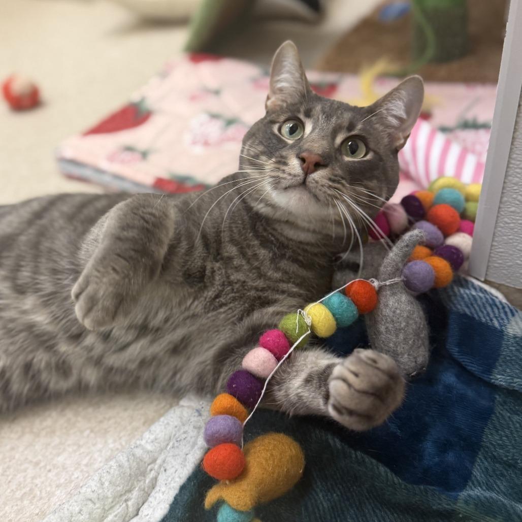 Oliver — thumbnail 3