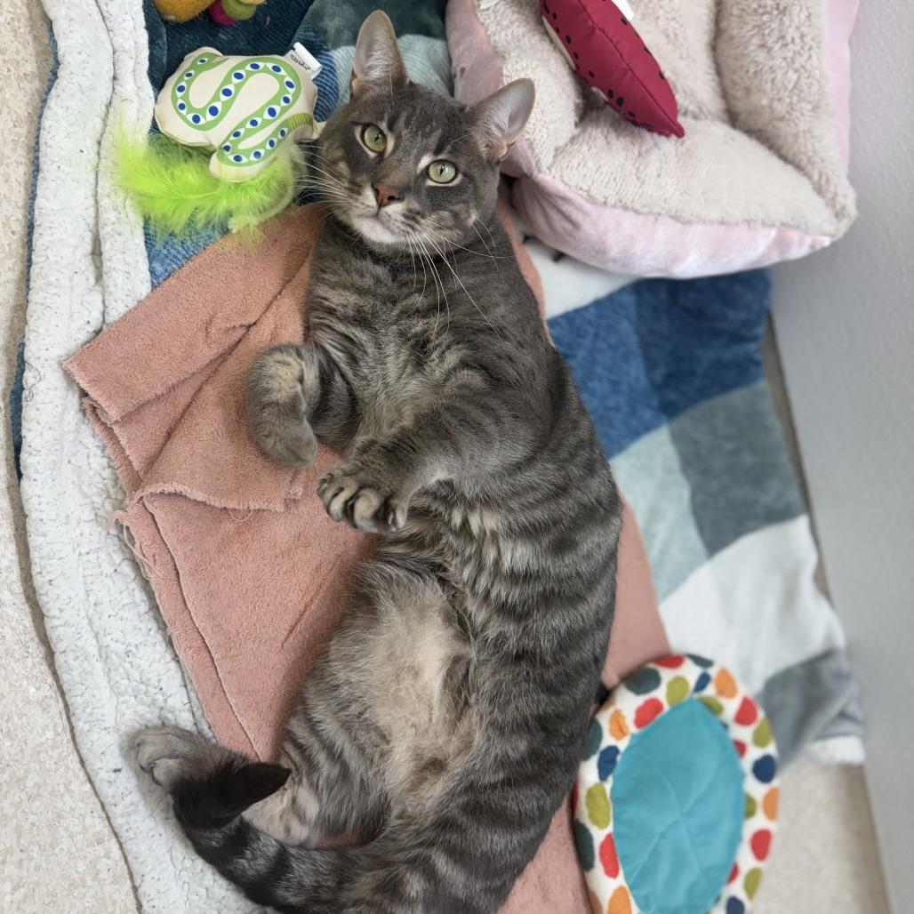 Oliver — thumbnail 4