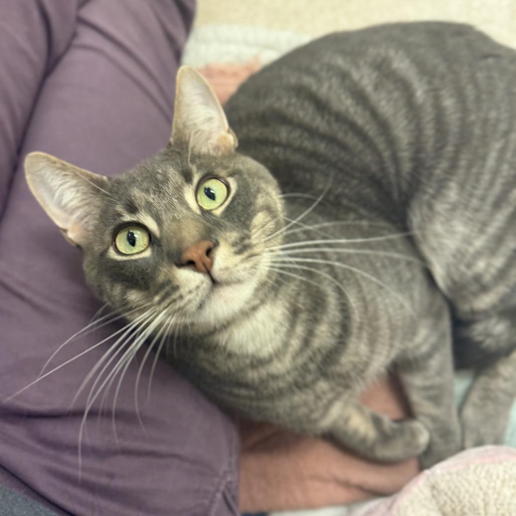 Oliver — thumbnail 5