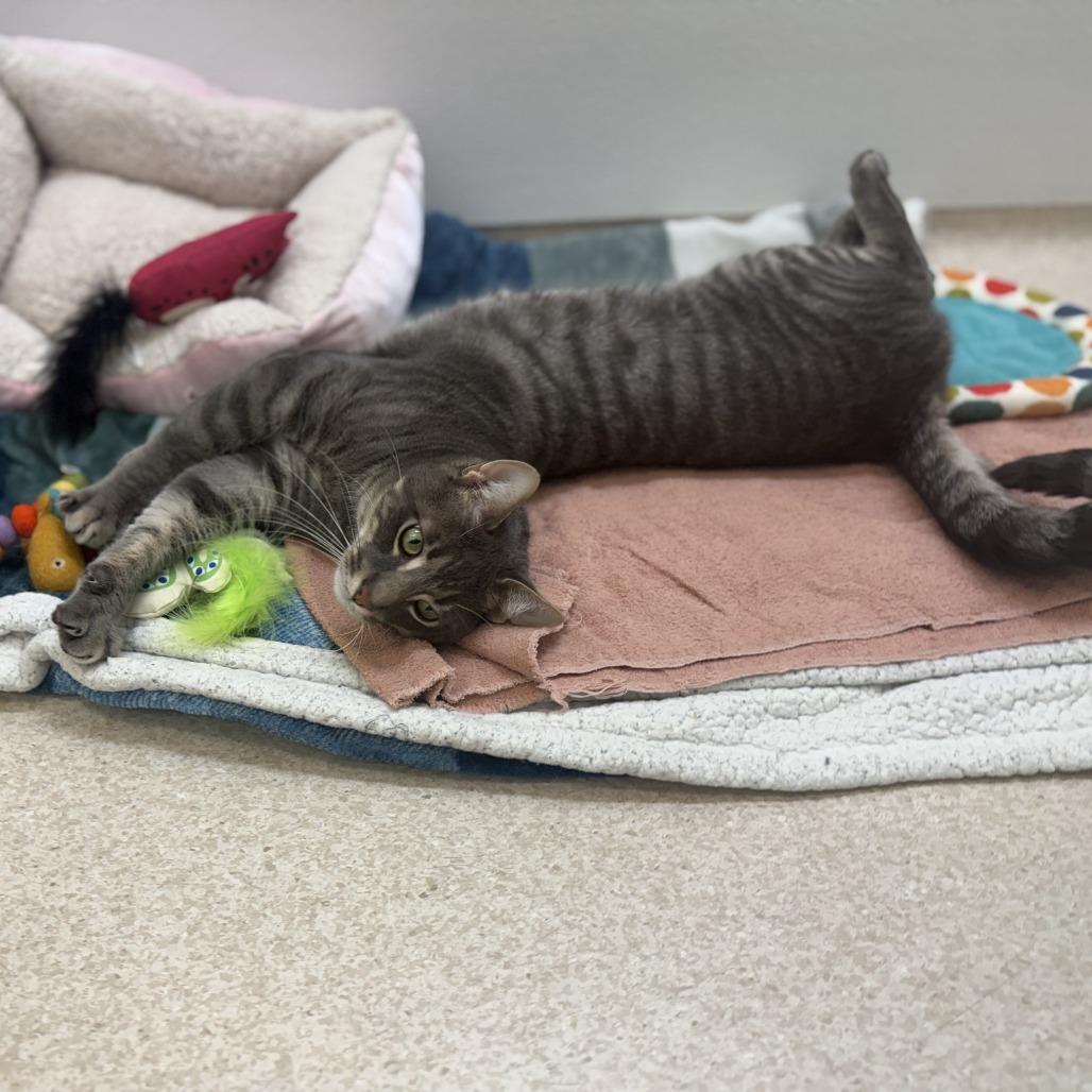 Oliver — thumbnail 6