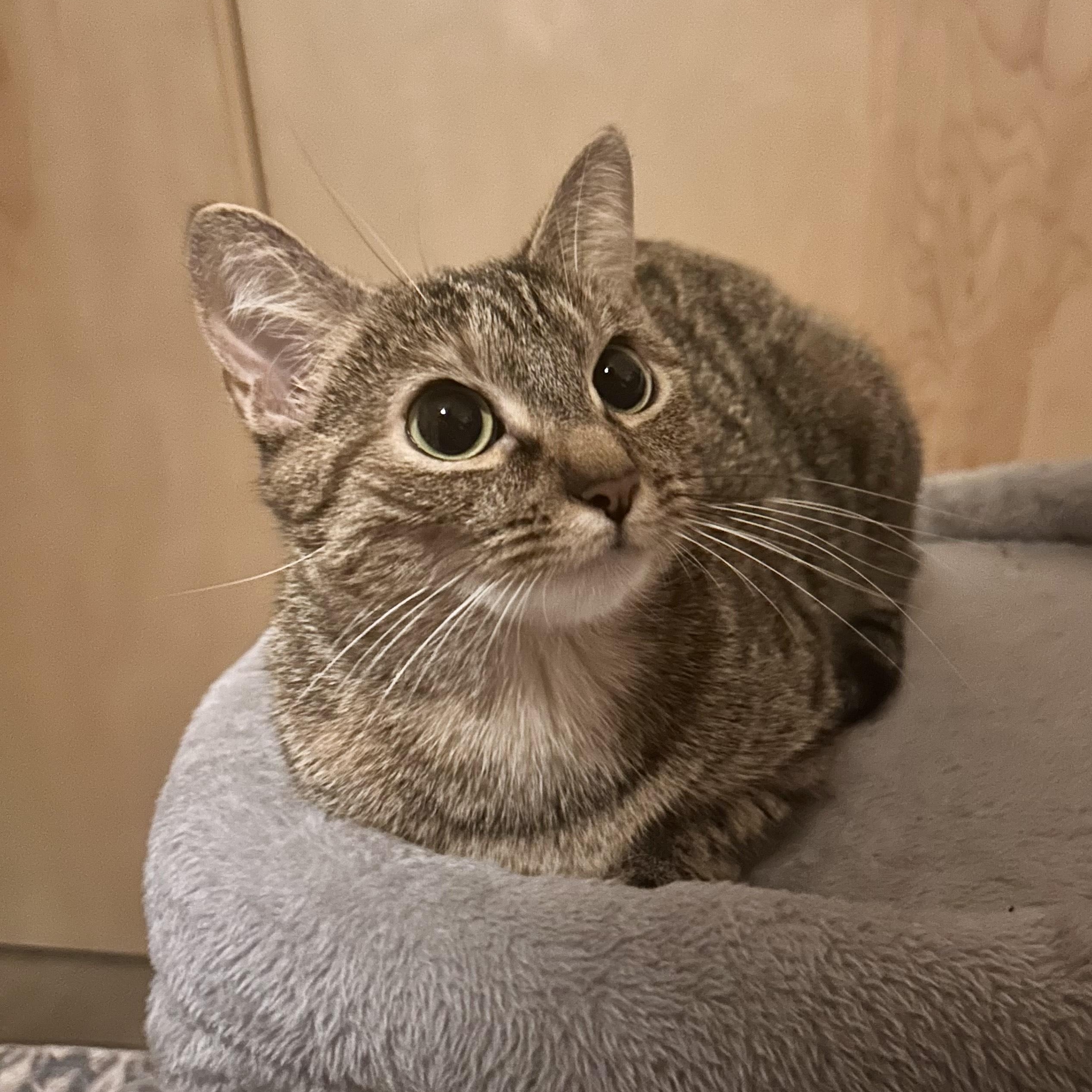 Enlarge Auntie Em, a Adoptable Domestic Short Hair in Richmond, VA image 1/3