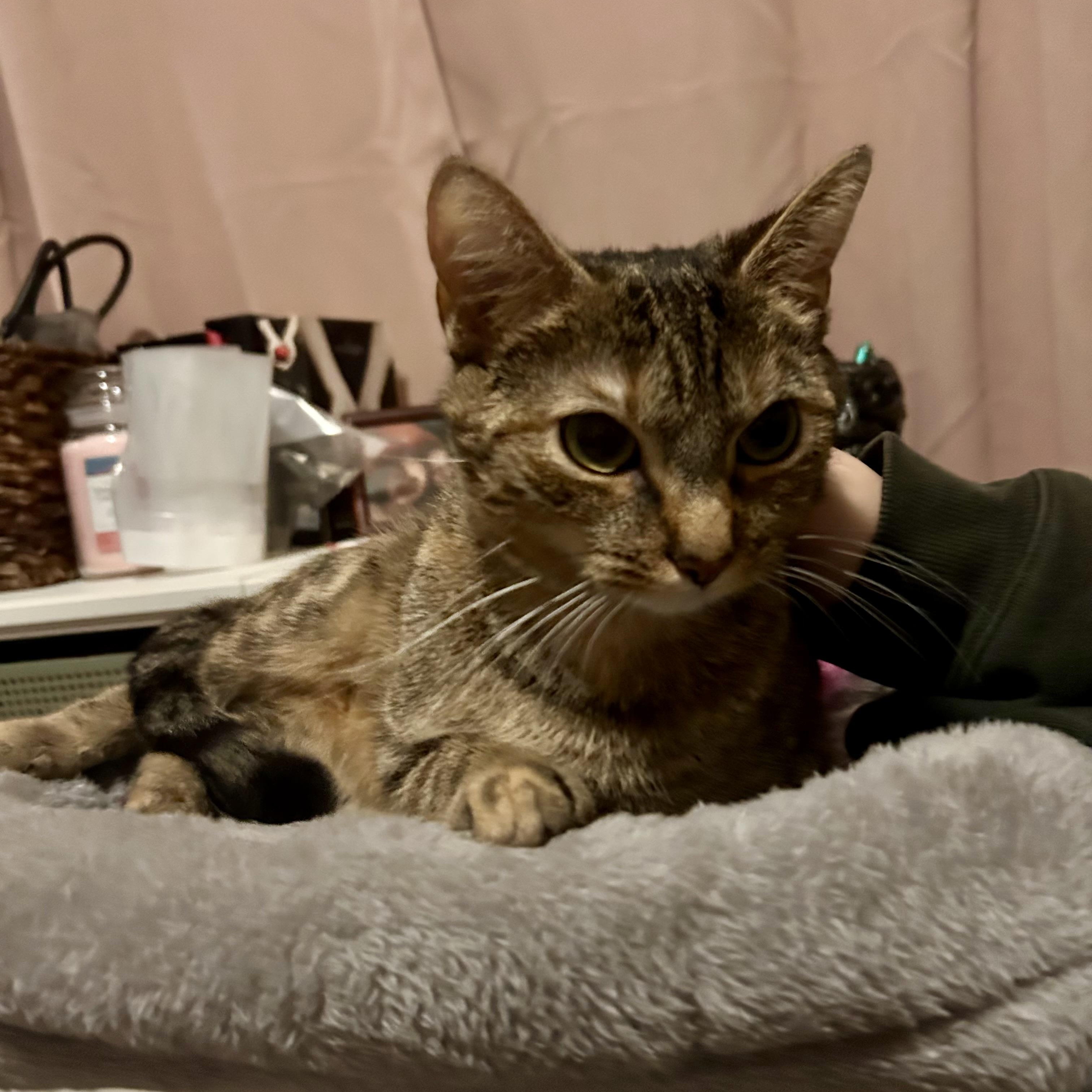 Enlarge Auntie Em, a Adoptable Domestic Short Hair in Richmond, VA image 3/3