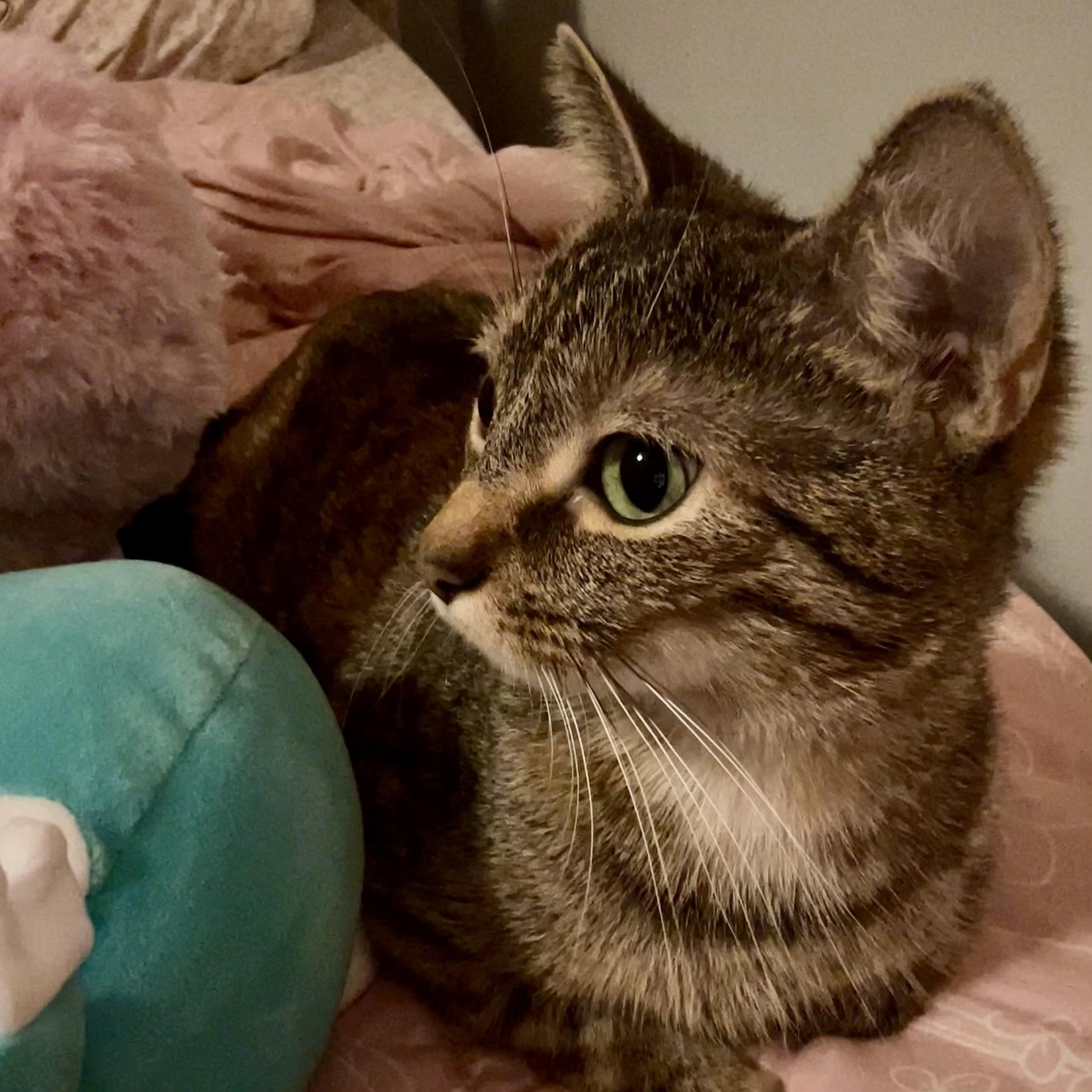 Enlarge Auntie Em, a Adoptable Domestic Short Hair in Richmond, VA image 2/3