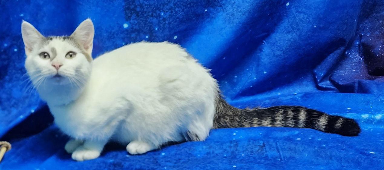 251943 Ice Cream — thumbnail 2