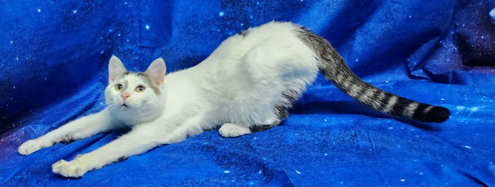 251943 Ice Cream — thumbnail 3