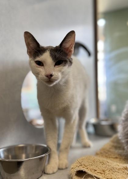 Ruby, ADOPTABLE, Adult Female Domestic Short Hair.
