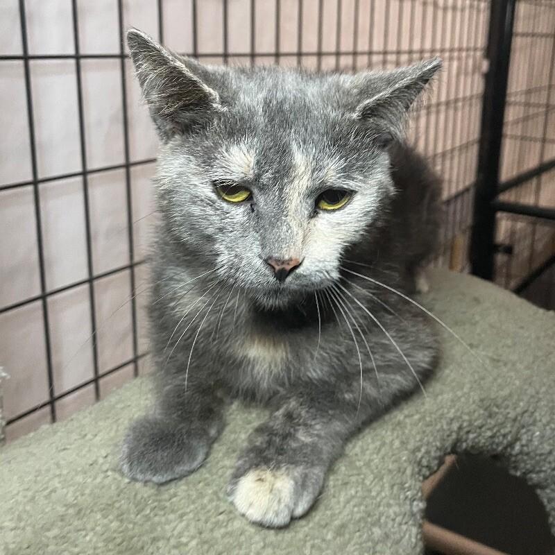 Aurelian, Adoptable, Adult Female Domestic Short Hair.