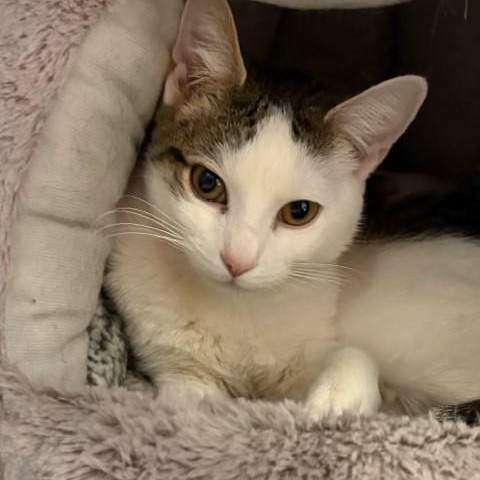 Winter, adopted, Young Female Domestic Short Hair.