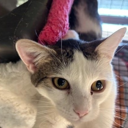 Enlarge Winter, a ADOPTABLE Domestic Short Hair in Braintree, MA image 5/5