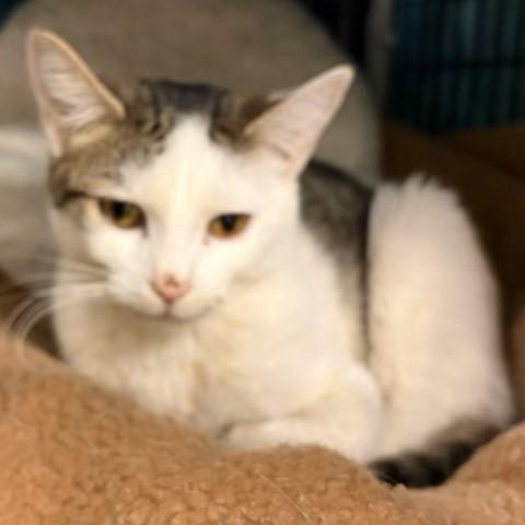Enlarge Winter, an adopted Domestic Short Hair in Braintree, MA image 5/6