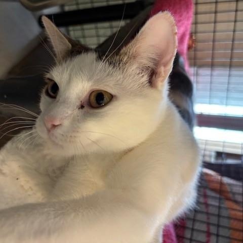 Enlarge Winter, a ADOPTABLE Domestic Short Hair in Braintree, MA image 4/5