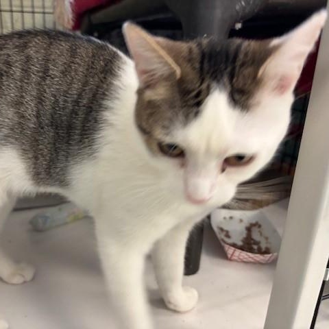 Enlarge Winter, a ADOPTABLE Domestic Short Hair in Braintree, MA image 2/5