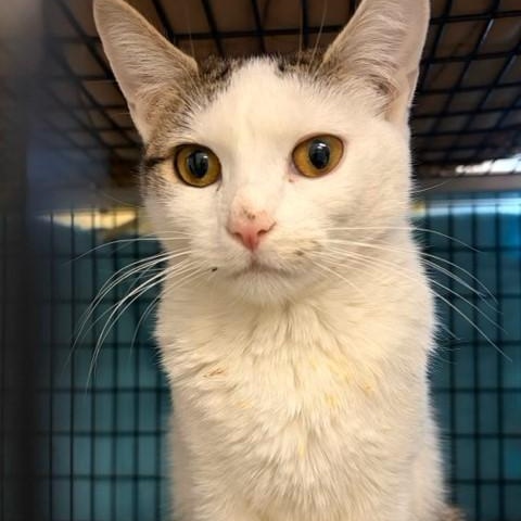 Enlarge Winter, an adopted Domestic Short Hair in Braintree, MA image 6/6