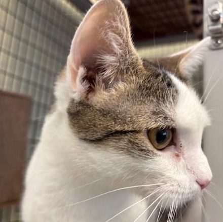 Enlarge Winter, a ADOPTABLE Domestic Short Hair in Braintree, MA image 3/5