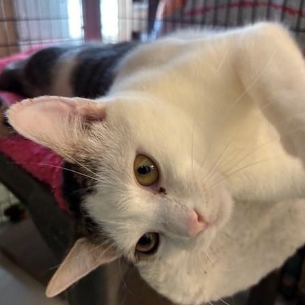 Enlarge Winter, a ADOPTABLE Domestic Short Hair in Braintree, MA image 1/5