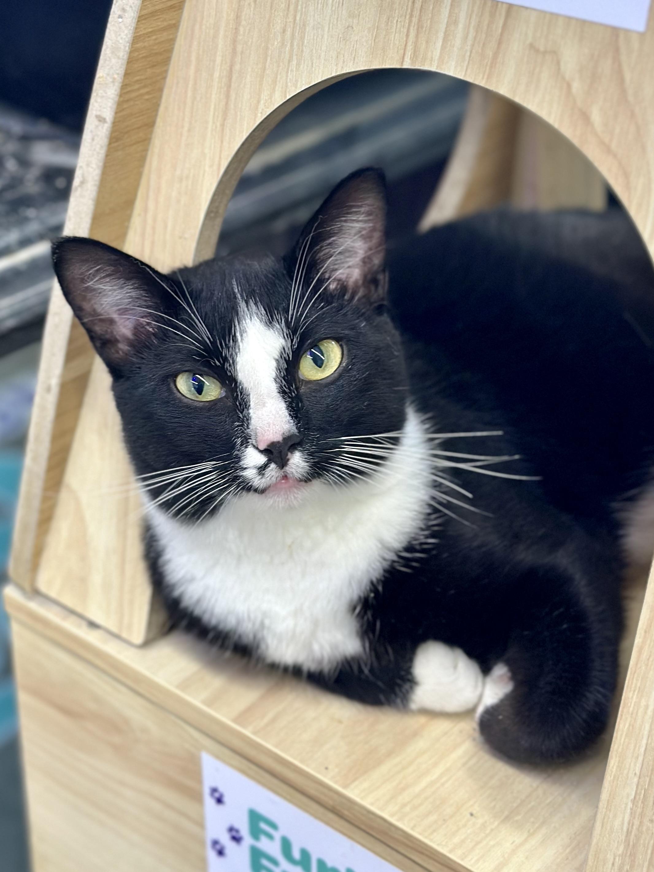 Thunder, an adopted Domestic Short Hair in Faribault, MN image 2/3