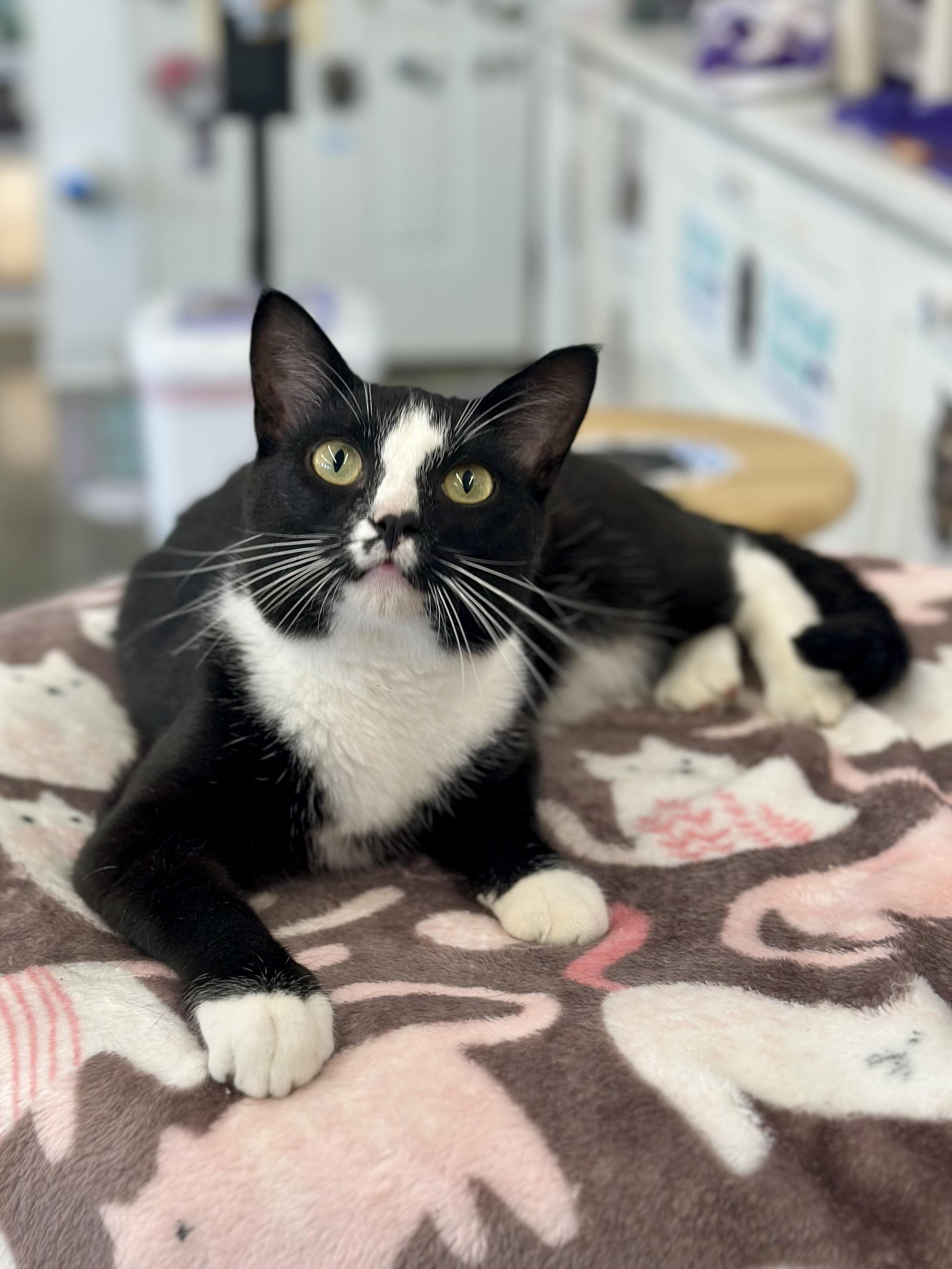Thunder, an adopted Domestic Short Hair in Faribault, MN image 3/3