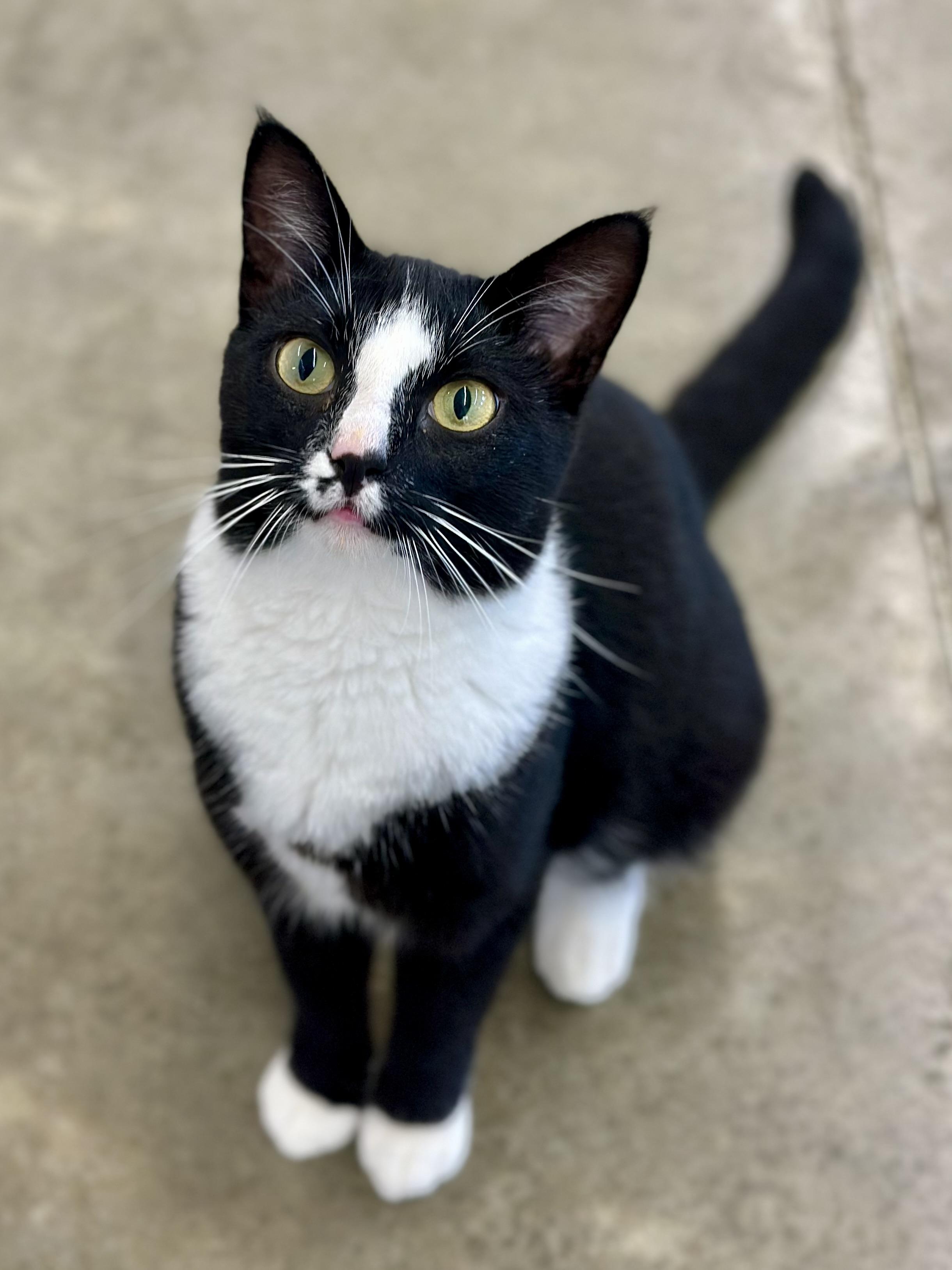 Thunder, adopted, Adult Male Domestic Short Hair.