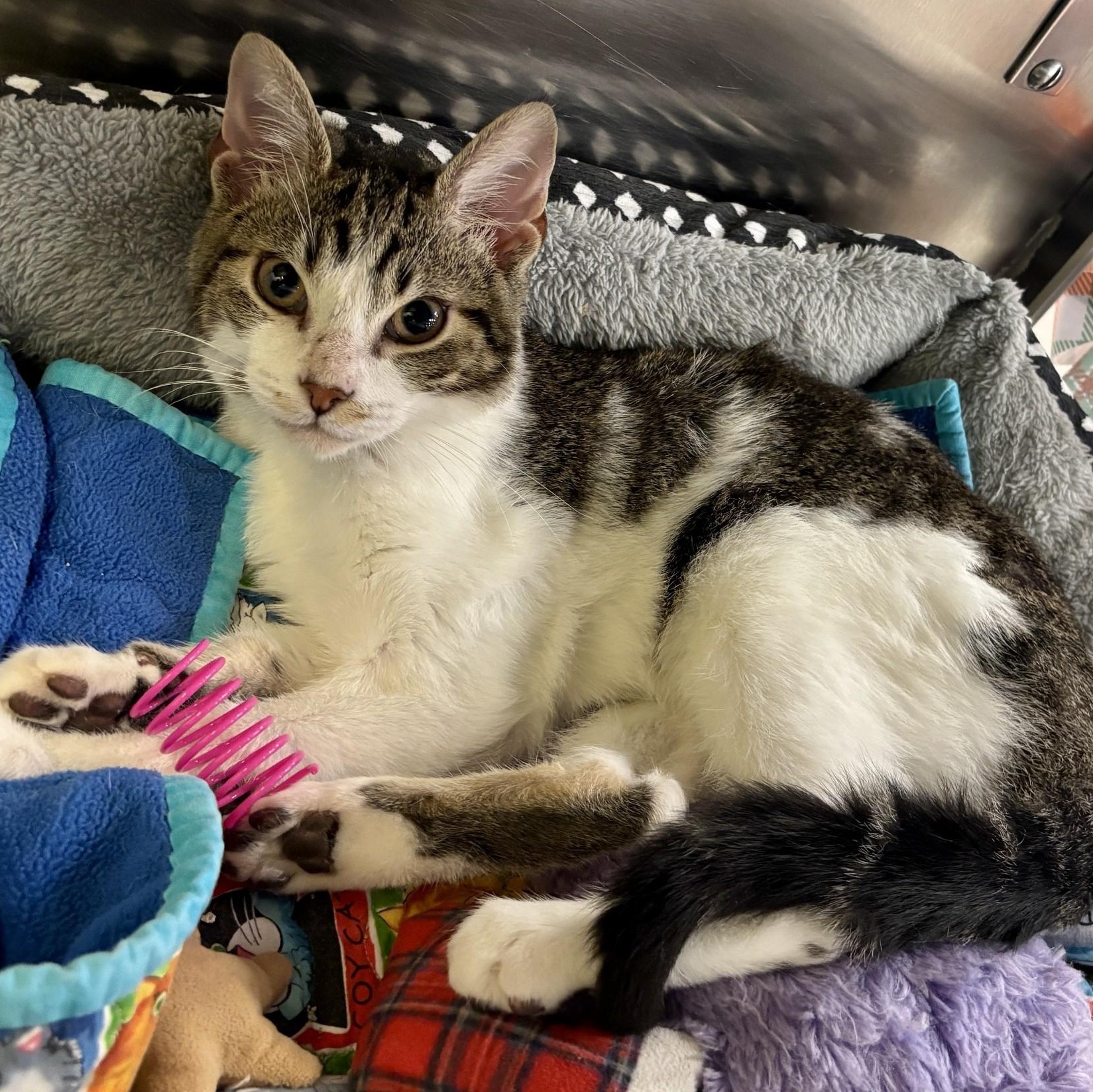 Josh, Adoptable, Kitten Male Domestic Short Hair.