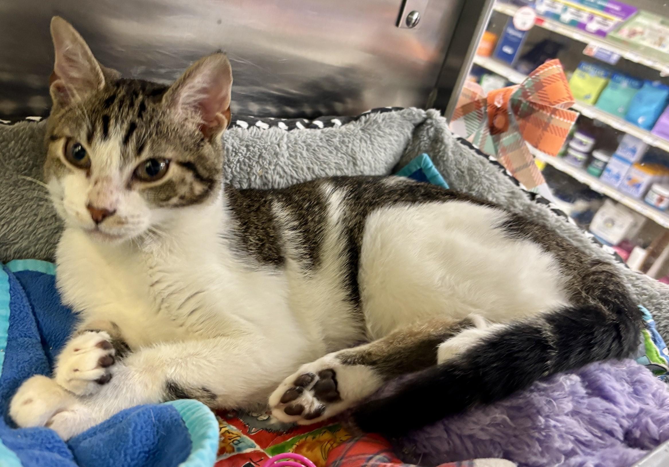 Enlarge Josh, a Adoptable Domestic Short Hair in Dover, DE image 2/2