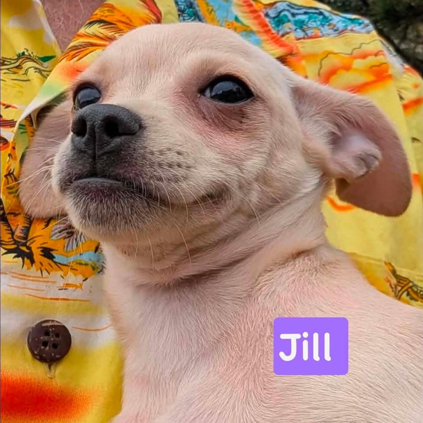 Jill, ADOPTABLE, Puppy Female Chihuahua.