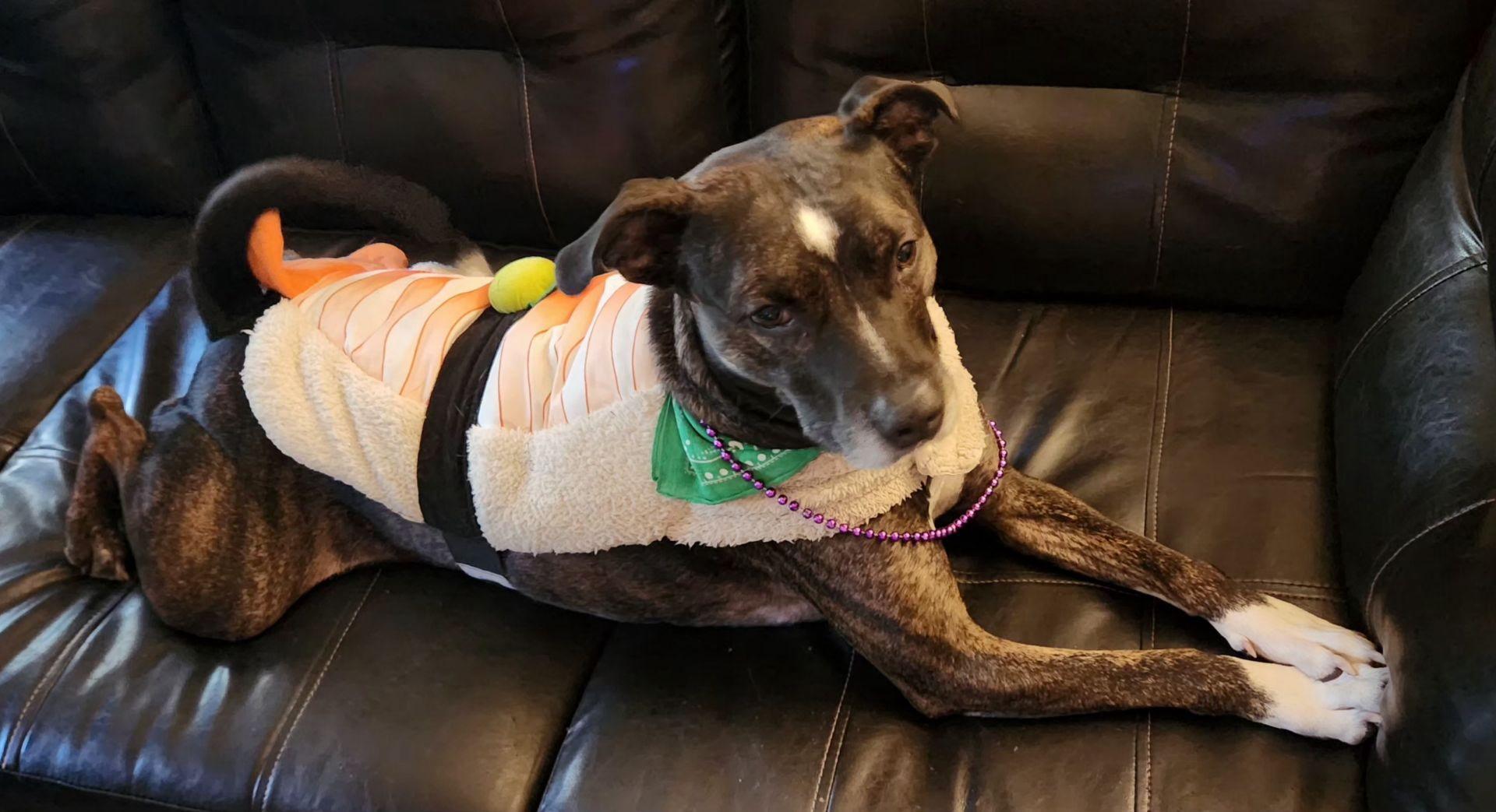 Pickles, an adoptable Basenji, American Staffordshire Terrier in Deltona, FL, 32725 | Photo Image 2