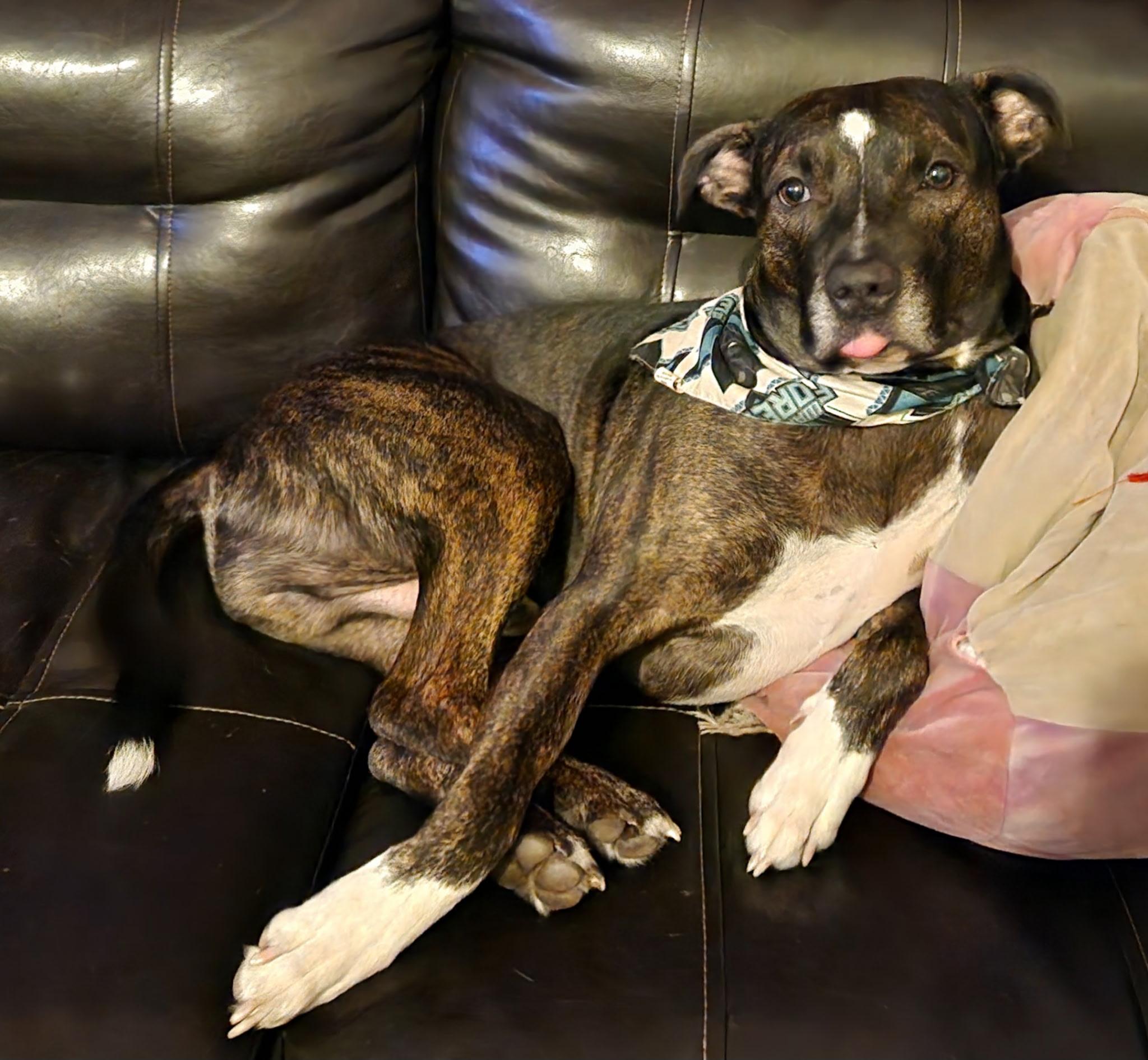 Pickles, an adoptable Basenji, American Staffordshire Terrier in Deltona, FL, 32725 | Photo Image 1