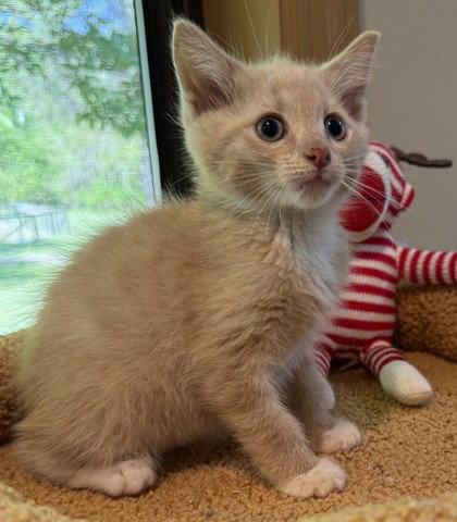 Cera, Adoptable, Young Male Domestic Short Hair.