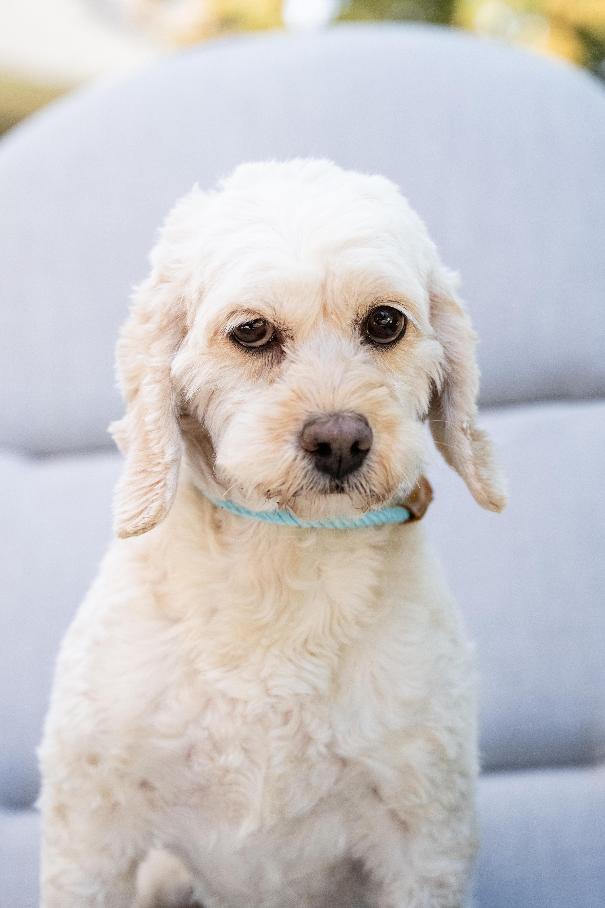 Enlarge Layla, a ADOPTABLE Cockapoo in Blaine, MN image 3/4