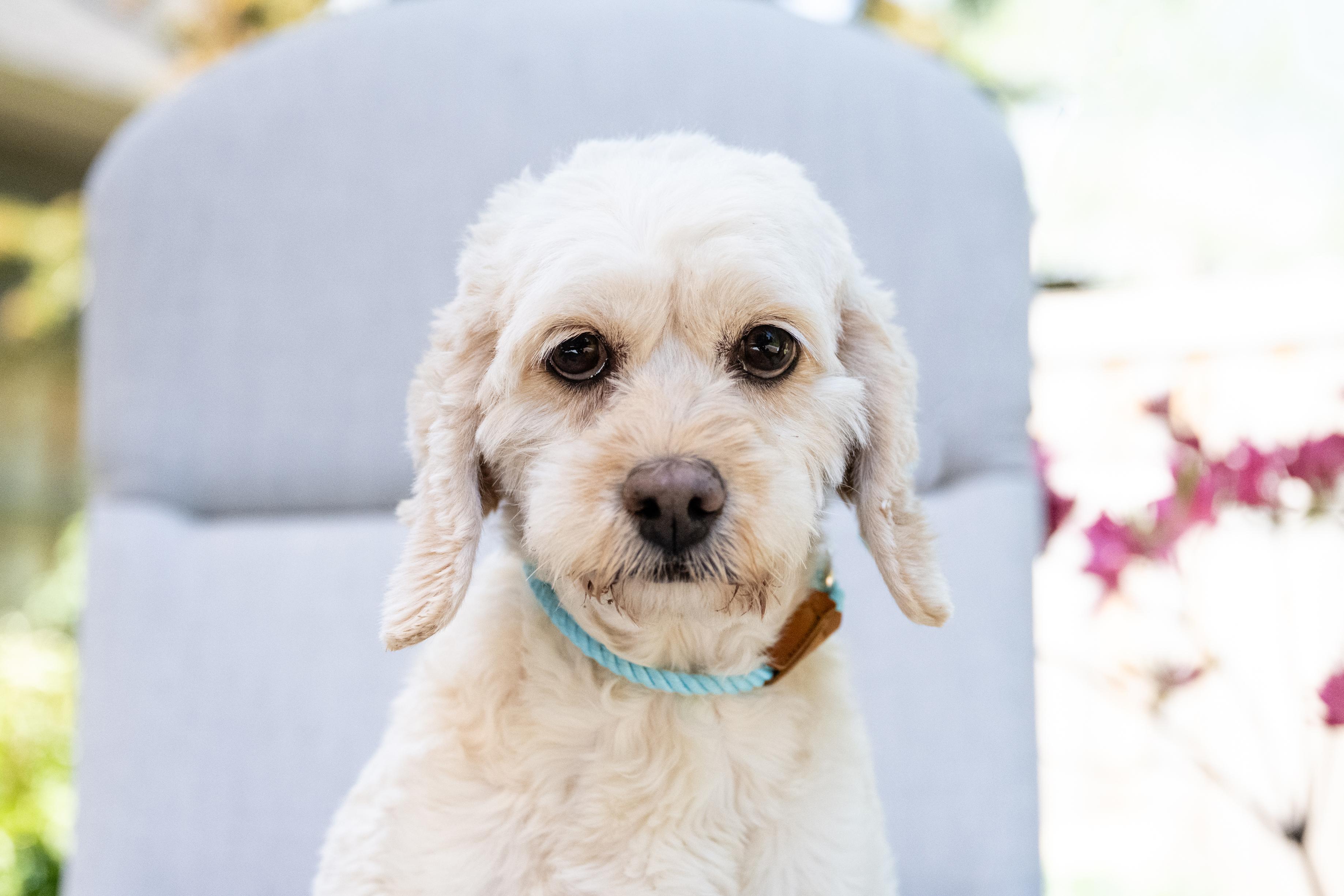Layla, ADOPTABLE, Senior Female Cockapoo.