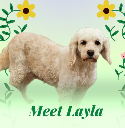 Enlarge Layla, a ADOPTABLE Cockapoo in Blaine, MN image 1/1