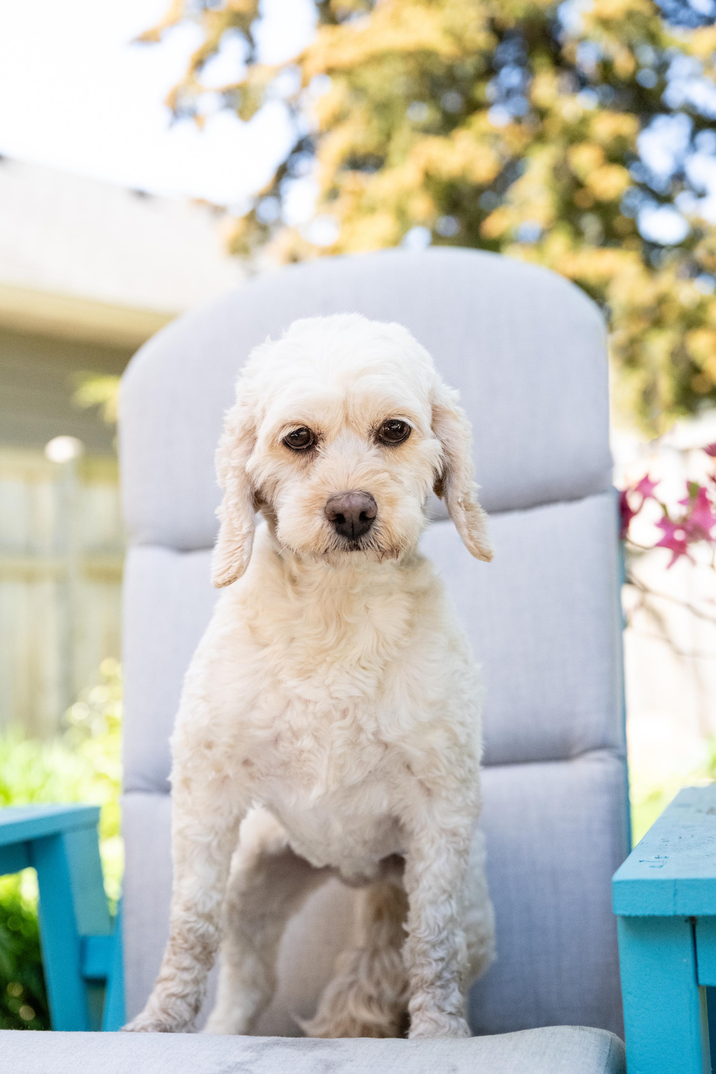 Enlarge Layla, a ADOPTABLE Cockapoo in Blaine, MN image 4/4
