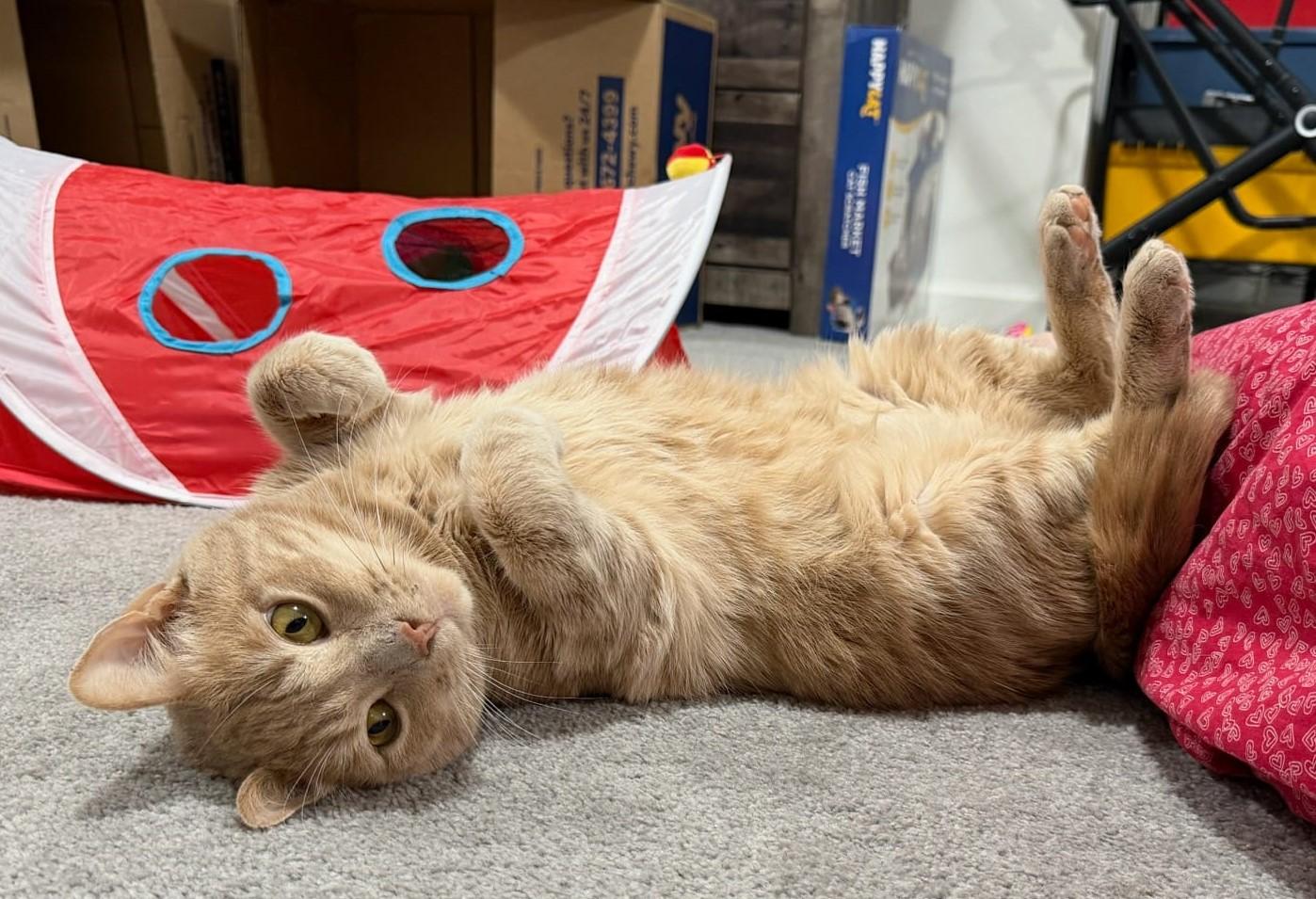 Enlarge Mellow, a ADOPTABLE Domestic Short Hair in Nottingham, MD image 1/4