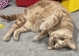 Mellow, a ADOPTABLE Domestic Short Hair in Nottingham, MD image 3/3