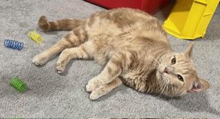 Mellow, a ADOPTABLE Domestic Short Hair in Nottingham, MD image 2/3