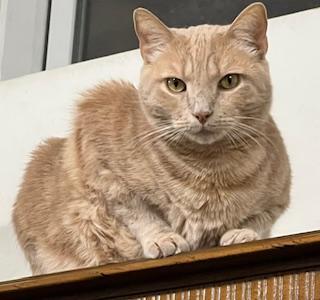 Mellow, a ADOPTABLE Domestic Short Hair in Nottingham, MD image 1/3