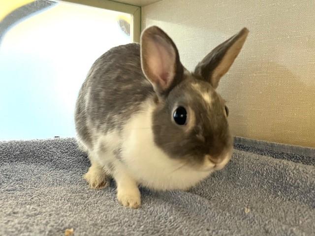 Enlarge SNOWBALL, a Adoptable Dutch in Toronto, ON image 1/1