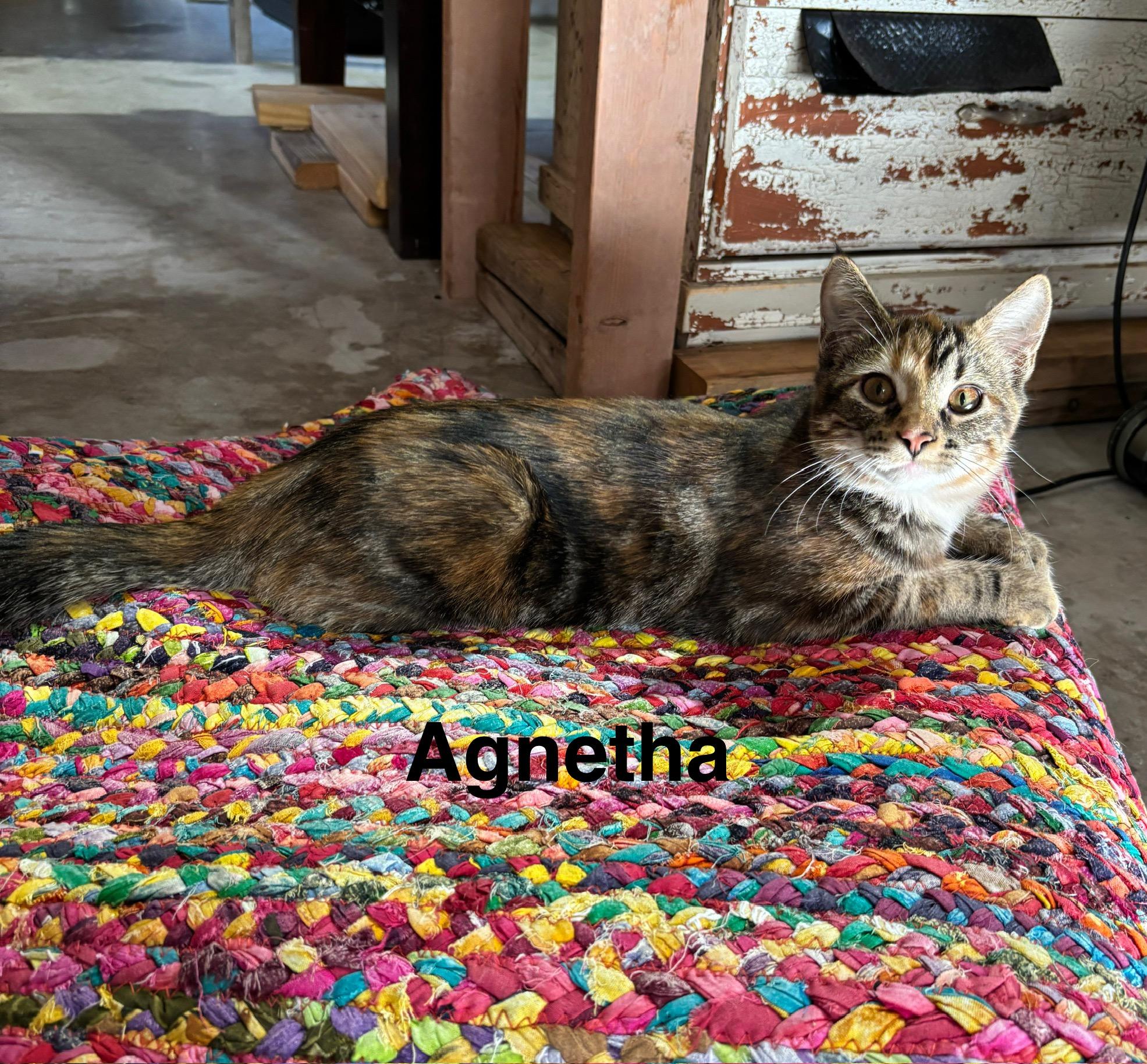 Agnetha - ABBA Litter, a Adoptable mixed breed in Sheboygan, WI image 1/2