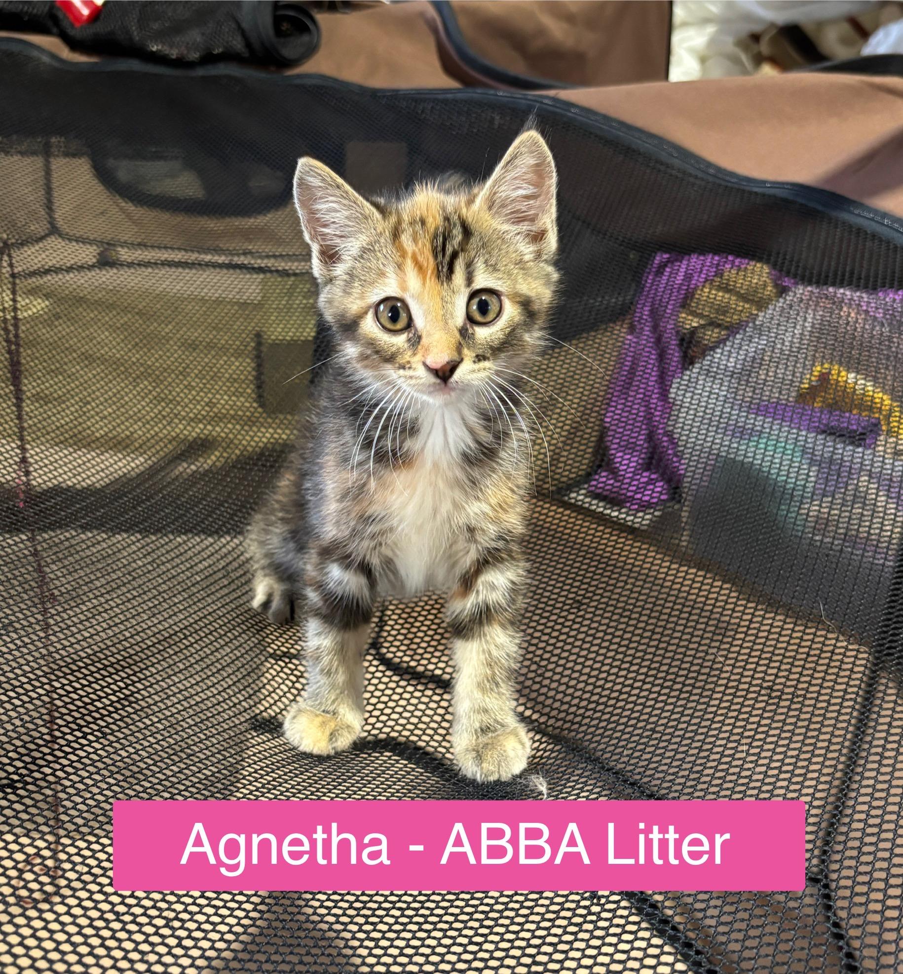 Agnetha - ABBA Litter, a Adoptable mixed breed in Sheboygan, WI image 2/2
